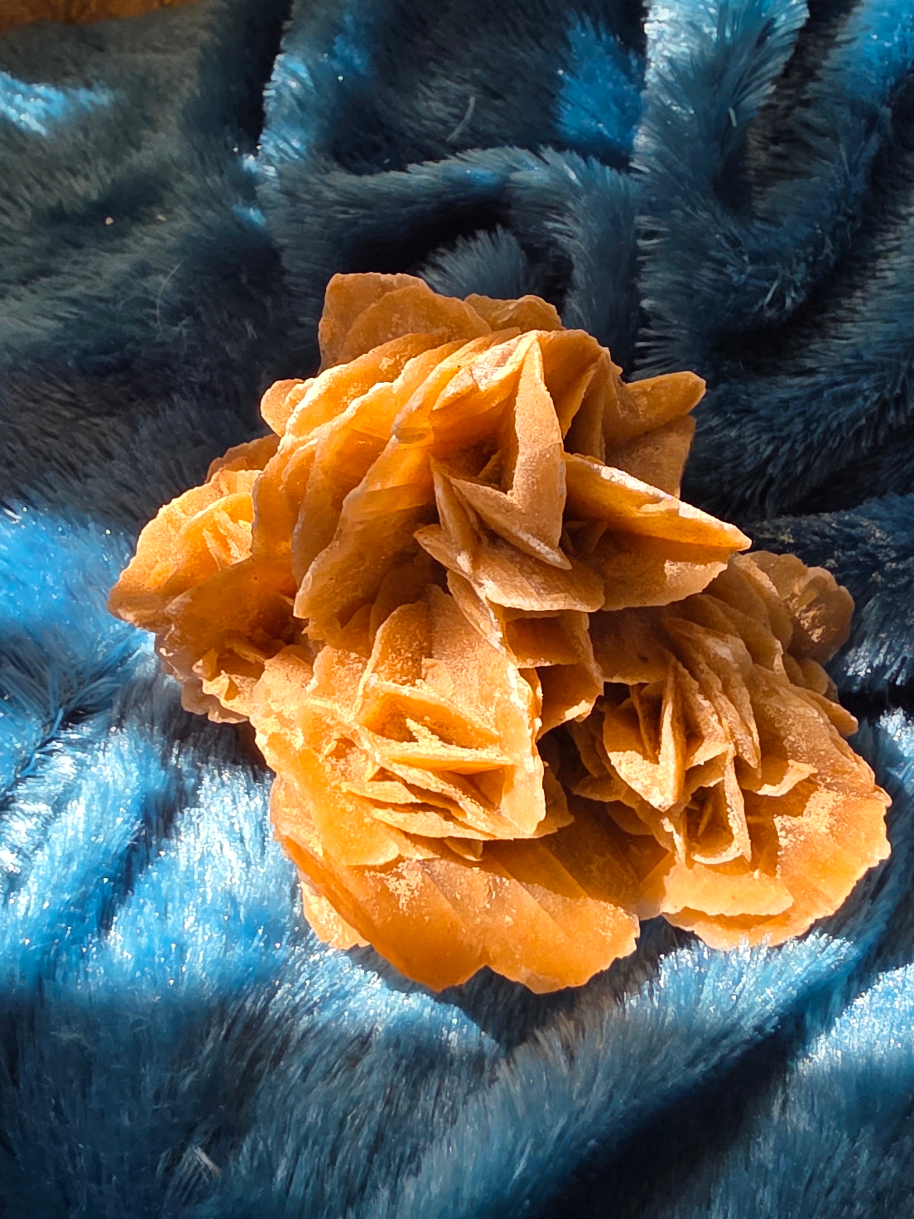 The Desert Rose That Bloomed Anyway