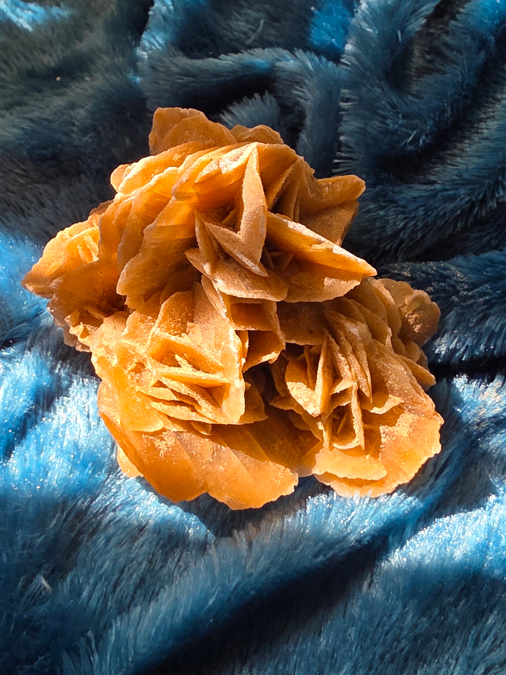 The Desert Rose That Bloomed Anyway