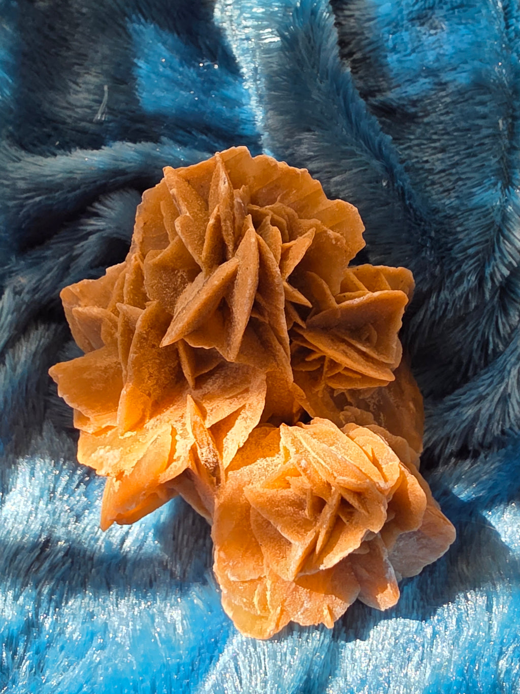 The Desert Rose That Bloomed Anyway