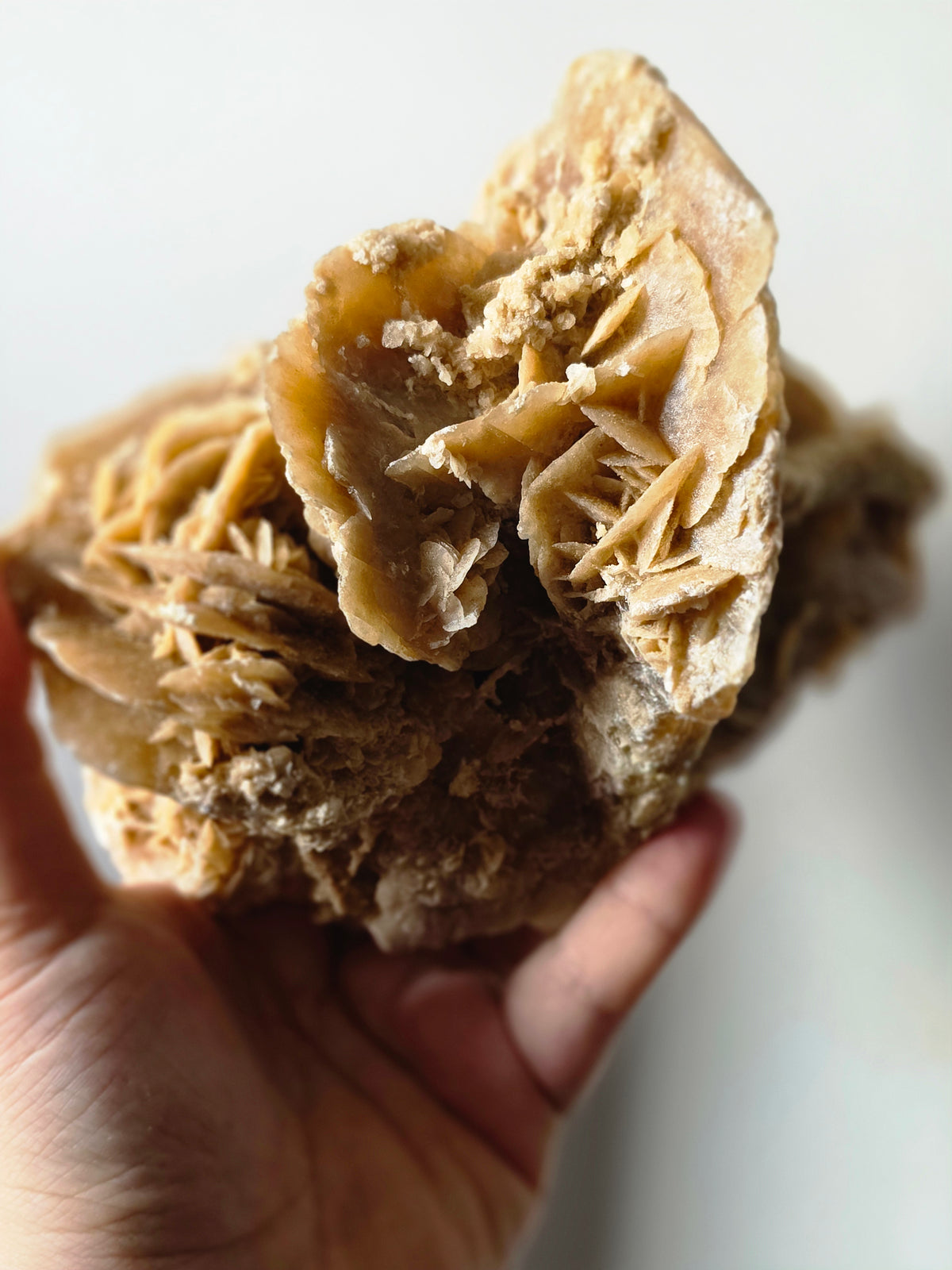 Large Desert Rose Gypsum Cluster | 950g Natural Statement Specimen